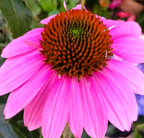 Echinacea