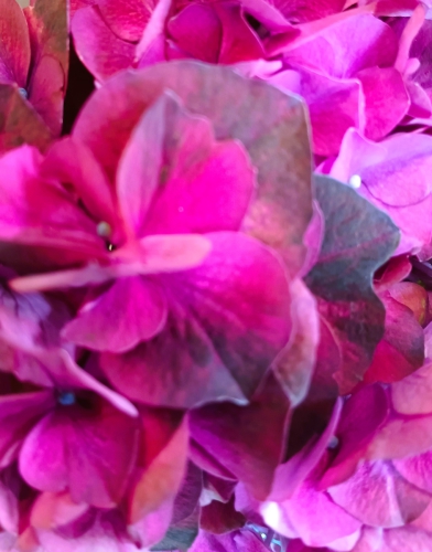 Hortensie