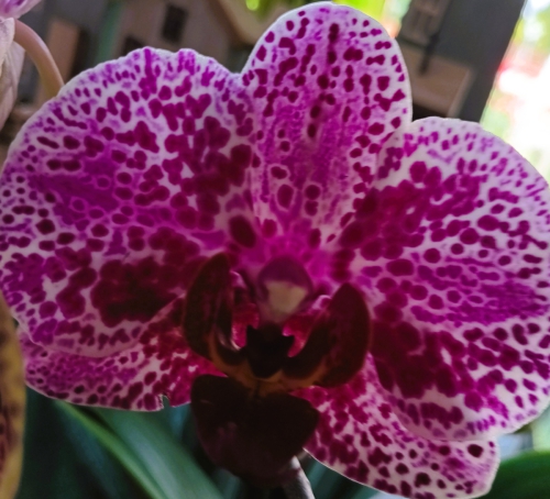 Orchidee