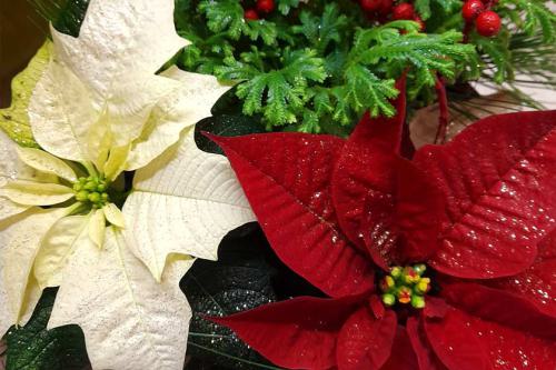 blumen baalsdorf-weihnachten