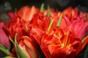 blumenstrauss tulpen